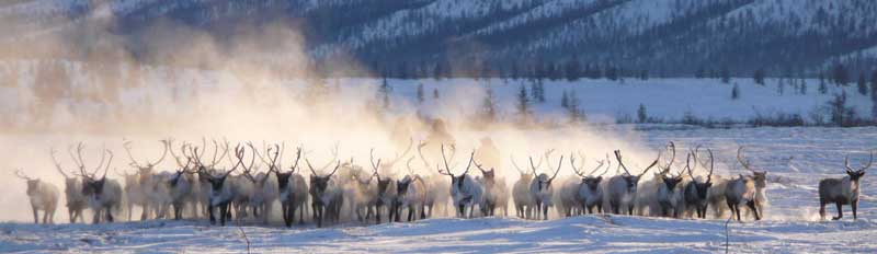 photos d'un troupeau de rennes