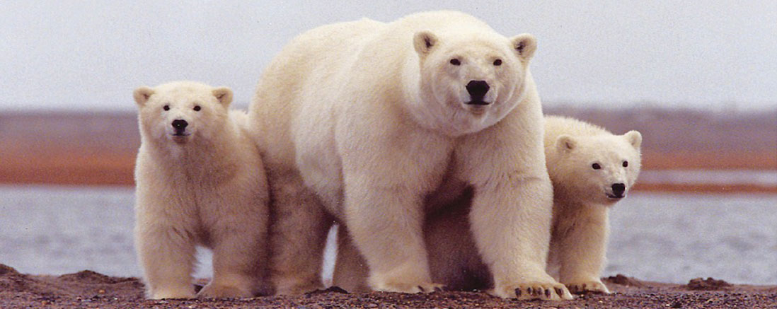 photo d'une famille d'ours polaires
