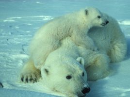 photo d'une femelle ours polaire et son petit