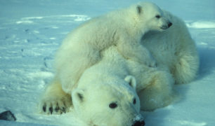 photo d'une femelle ours polaire et son petit