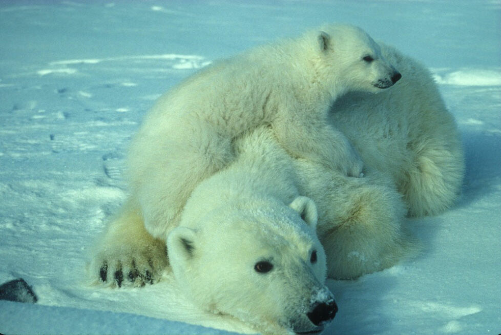 photo d'une femelle ours polaire et son petit