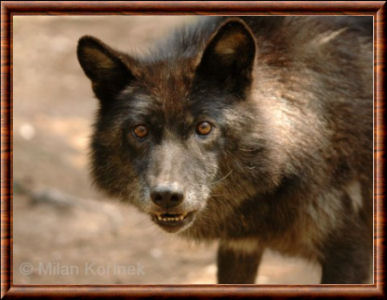 Photo d'un loup d'alaska