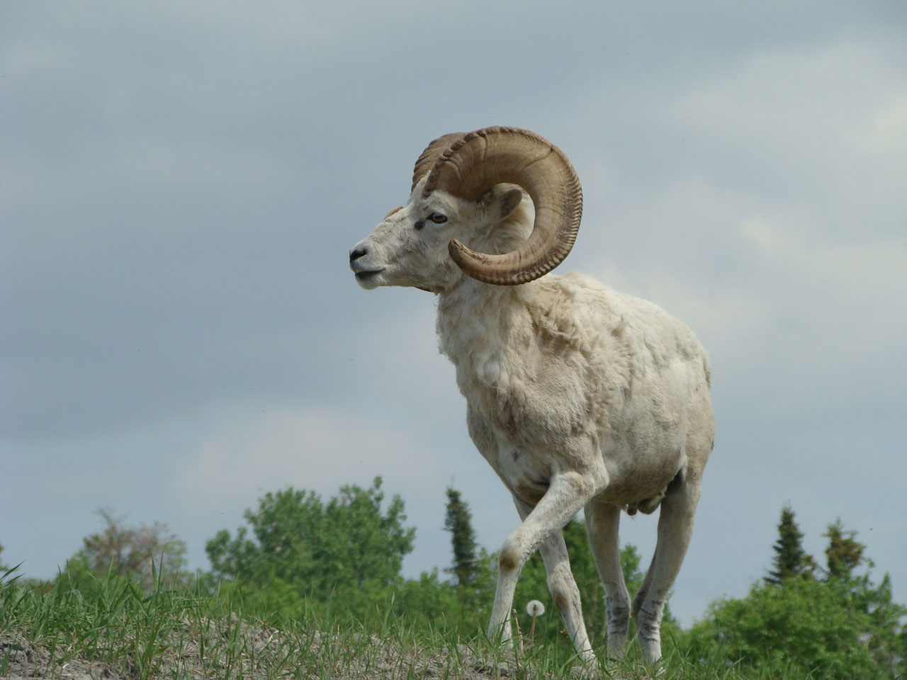 Photo d'un mouflon de dall