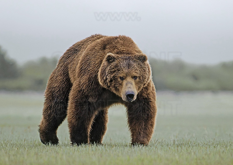 Photo d'un ours kodiak